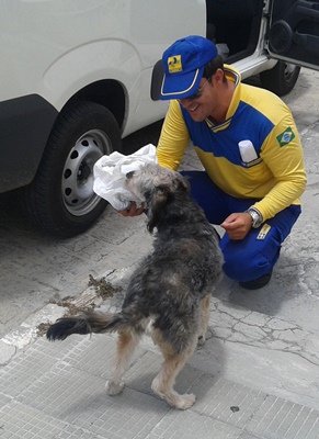 Não falta ração no carro de trabalho que serve para matar a fome do animal e se livra dos ataques.