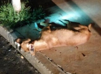 Cio da cadela de boa raça quem "pagou o pato " foi o vira lata.