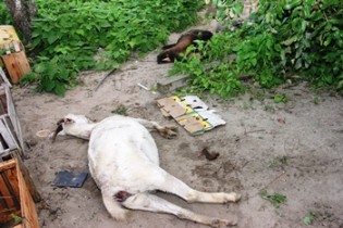 Animais levados para o terreiro da casa, mas não resistiram. 