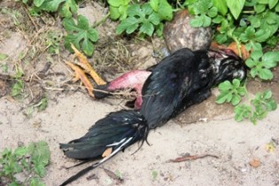 Galo entre as 20 aves mortas pela fúria das abelhas.