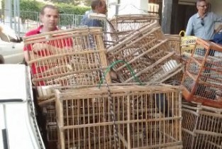 As aves serão encaminhadas para o IBAMA.