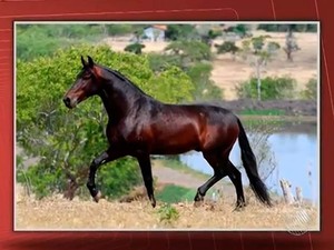 Animal era de um Haras da cidade de Ipirá.