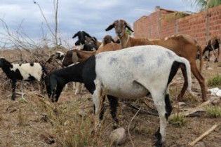 Ovelha com marcas do ataque dos cachorros.