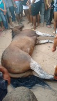Animal venceu a corrida, mas morreu em seguida.