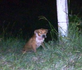 Pit bull foi contido e amarrado por populares depois de ataque que matou criança de dois anos.