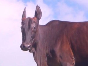 Cara de equino, corpo de bovino e se chama Coelinha