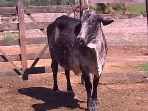 Vaca mãe de "Coelinha"