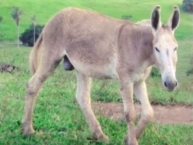 Jegue "Furão" teve um caso com uma vaca