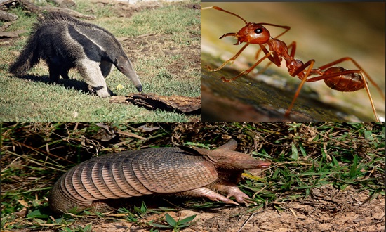 Formiga em Jucuruçu parece não temer seu maior predador e Tatu quer jogar areia na cara de ambos