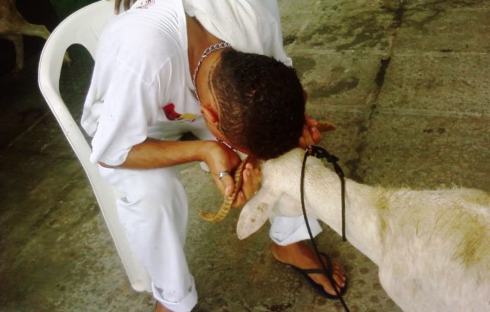 Caprinos tem sido bastante sacrificado em rituais | Foto divulgação