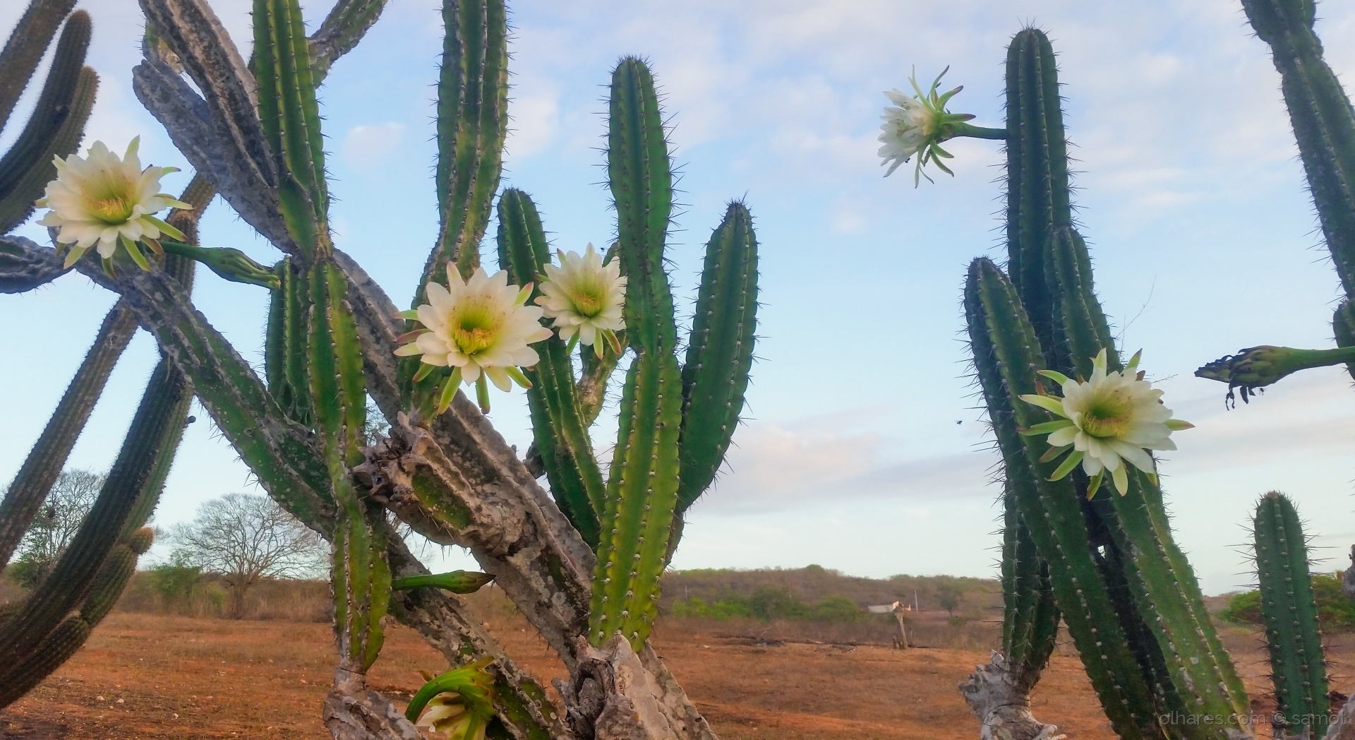 Mandacaru Flor Cacto Nordeste Maranhão Piauí Ceará Rio Grande do