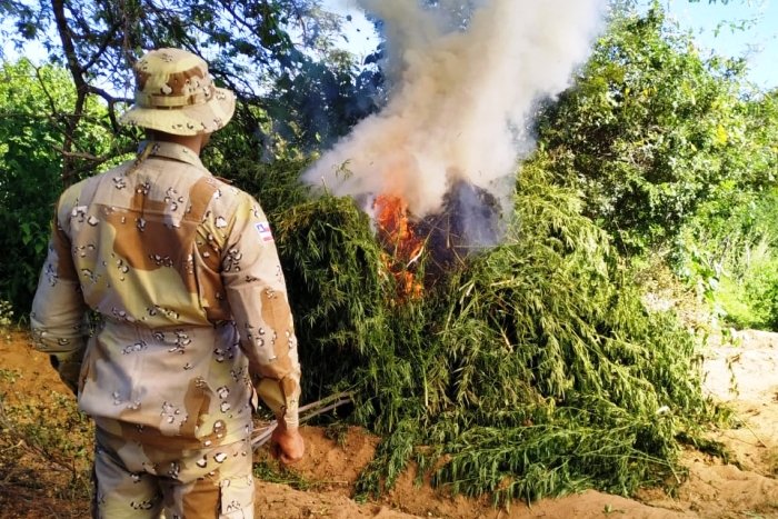 Policiais da Caatinga erradica plantação com 1,5 tonelada de maconha, em Abaré